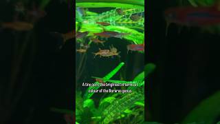 An overview of the amazing chilli rasbora Boraras brigittae [upl. by Devonne]