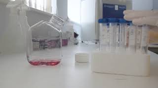 In vitro micronucleus assay [upl. by Aseretairam]