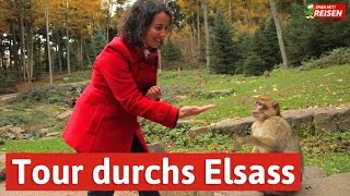 Das Elsass entdecken  eine Tour von Eguisheim über Colmar bis zur Hochkönigsburg Spar mit Reisen [upl. by Yevette]