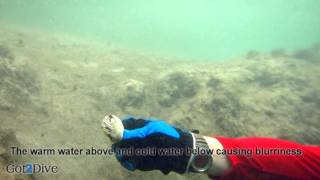 How To SCUBA Dive Florida  Thermocline [upl. by Abocaj]