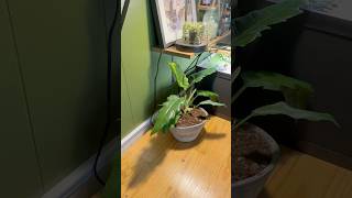 Philodendron Narrow Repot plants houseplants philodendron repotting [upl. by Ancelin609]