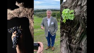 Tra bellezza storia genetica complessità del vino il valore inestimabile delle vecchie vigne [upl. by Erminna511]