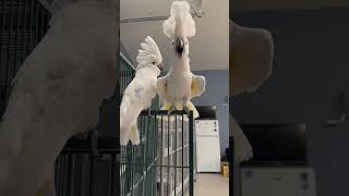 Dancing Umbrella Cockatoos🤣 cockatoos birds cockatoolife [upl. by Ursa]