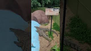 Different Types of Crocodile crocodile zoo wildlife [upl. by Ailima70]