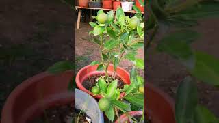 Marcotted Lemonsito plants marcotting nature plants viral youtubeshorts shorts [upl. by Wilkie]