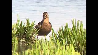 Longbilled dowitcher Limnodromus scolopaceus Fysingen Uppland 07 July 2024 iPhone digiscoping [upl. by Gower]