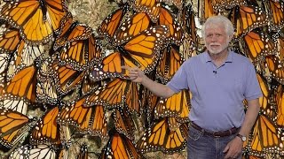 Steven Reppert UMass Part 1 Neurobiology of Monarch Butterfly Migration Migration Overview [upl. by Atnoek880]