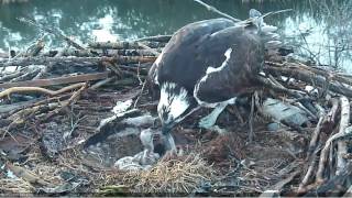 52317  BOULDER COUNTY OSPREY MOM REMOVES DEAD CHICK FROM NEST BOWL [upl. by Assener]