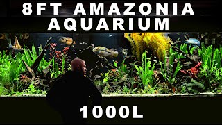 8ft AMAZONIA EPIC FULL BUILD AQUASCAPE TUTORIAL [upl. by Bullion]