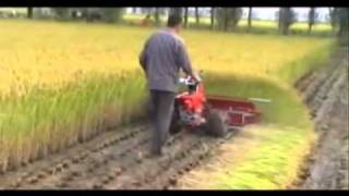 WHEAT RICE amp TILLING1 MACHINE MULTI FUNCTIONS [upl. by Pylle]