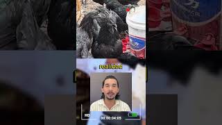 Pollos Ayam Cemani 🤯lasmascotasdeadri aves animales historiareal datoscuriosos [upl. by Reseda190]