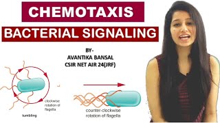 Chemotaxis Bacterial SignalingCell SignalingMicrobiology [upl. by Ylatfen]