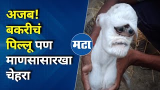 Baby Goat Human Face  बकरीच्या पिल्लाचा सेम टू सेम माणसासारखा चेहरा अवघ्या काही तासांत मृत्यू [upl. by Hayyifas]