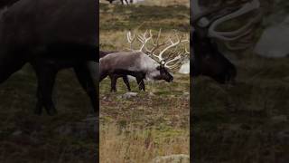 Hunting for MASSIVE reindeer in the Aleutian Islands hunting caribou reindeer alaska [upl. by Trevethick]