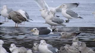 Slatybacked Gull in Brantford 5 Dec 2019 [upl. by Annavaig]