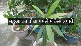 mahua plant I महुआ का पौधाb I महुआ का पौधा गमले में कैसे उगाये I Bassil Latifolia Plant [upl. by Oyr158]