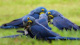 Hyacinth Macaws eating together in Pantanal Anodorhynchus hyacinthinus [upl. by Retrak]