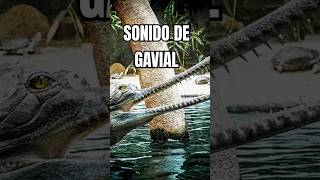 Así suena un gavial ¡Escucha su característico rugido 2024 [upl. by Matheny431]