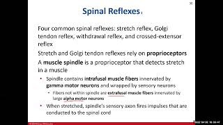 Chapter 14 The Spinal Cord Supplemental Video [upl. by Jammie130]