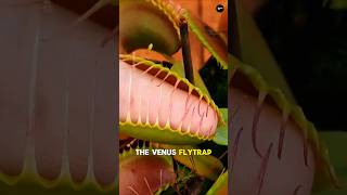 The Deadly Trap of the Venus Flytrap Nature’s Perfect Predator [upl. by Rodolph]