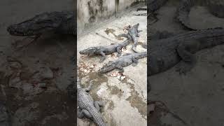 Alligators  Crocodile Eating Food In Water short 2 [upl. by Leidag]