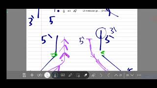 L3 molecular pt 3 Replication Telomerase KSIU [upl. by Zorah]