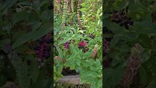 What You Need To Know To Identify Handle amp Dispose Of Pokeweed If Its In Your Garden  DHBG [upl. by Ardnuassak]