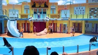 Complete Sea Lion High Show from Sea World Orlando 2017 [upl. by Arual298]