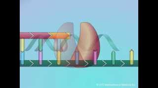 Mechanisms of Action of Nucleoside Reverse Transcriptase Inhibitors NRTIs [upl. by Aillicsirp517]