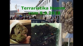 15  Terrarisika Hamm  Neue Tiere  Peta HetzArtikel [upl. by Saihtam]