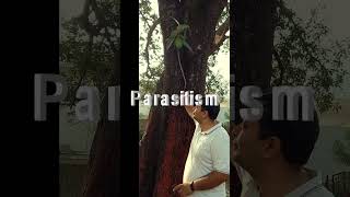 Parasitism on Mango Tree shortsfeed peepal sciencefacts science peepalbaba shortsvideoshorts [upl. by Hairahcaz]