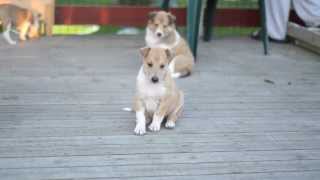 Smooth Collie PUPPIES  5 weeks [upl. by Kaine]