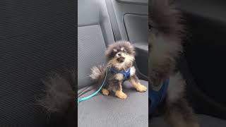 4 month Pomeranian Puppy already howls like a wolf funnydogs puppydog shortsfunny [upl. by Cleres859]