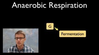 Anaerobic Respiration [upl. by Daeriam787]