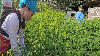 warm motherly love from the vegetable garden to the countryside market  Nhungs daily life [upl. by Ellenaej]