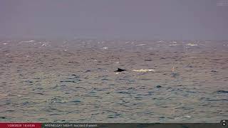 Jan 28 2024 Virtual Whale Watching in Maui Hawaii Humpback Whales [upl. by Yoreel]