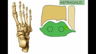 OSTEOLOGIA DE MIEMBRO INFERIOR 11avi [upl. by Edy645]