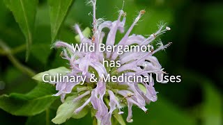 Wild Bergamot  Medicinal amp Culinary Uses [upl. by Xenos]