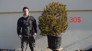 Bonsai for 30  Buxus sempervirens [upl. by Ahsila]