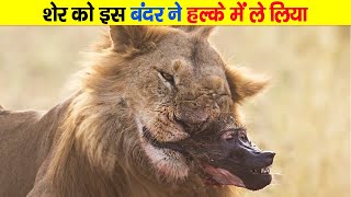 शेर को छेड़ने निकला यह ये बबून फिर जो इसके साथ हुआ Baboons Dying In a Lion Jaw [upl. by Ailemap358]