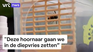 Op jacht tegen de hoornaar imkers vragen uw hulp [upl. by Harvey]