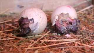 Turkey chicks hatching [upl. by Adlecirg105]