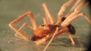 Camel SpiderSolifugae [upl. by Land]