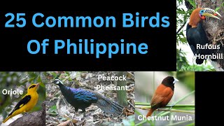 25 Common Birds Of Philippine [upl. by Cash]