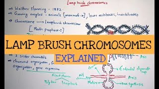 Lampbrush chromosomes  Giant chromosomes  By Phanindra guptha [upl. by Jacintha]