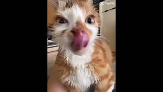 JAROLD read pinned comment viral funny fypシ゚ cat milk [upl. by Ybab]