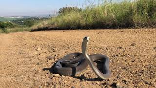 Black mamba in Durban South Africa [upl. by Ainak]