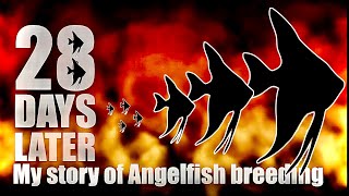 angelfish breeding tips ive learnt along the way [upl. by Zendah13]