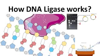 DNA Ligase How DNA Ligase works [upl. by Dagna897]