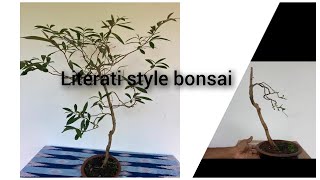 Literati style bonsai complete process💁🪴 [upl. by Azar]